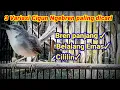 Download Lagu Masteran cigun gacor II variasi Bren panjang Belalang emas dan cililin paling dicari