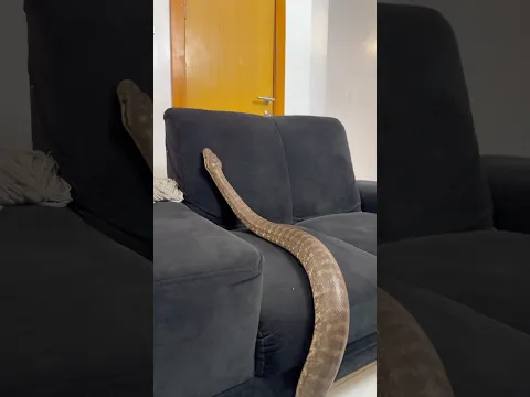 Gen Z snake😭💔