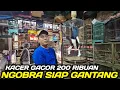 Lagu JUAL RUGI ! KACER GACOR SUDAH NGOBRA DIJUAL CUMA 200 RIBUAN SIAP GANTANG DIKIOS MANTO PASAR PRAMUKA