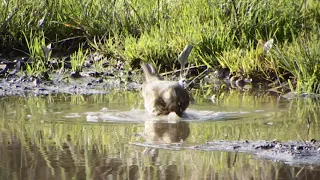 Blackbird Drinks Song Thrush Bathes  Blackbird Drinks Song Thrush Bathes