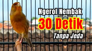  kenari gacor durasi panjang jeda 30 detik cocok untuk masteran dan pancingan kenari paud 085