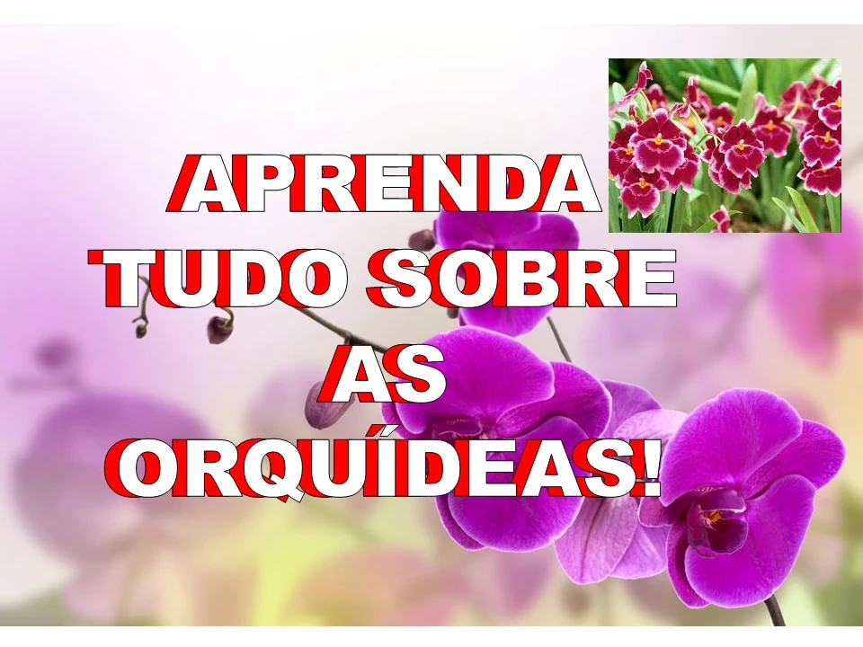 COMO CUIDAR DE ORQUIDEAS SAIBA TUDO SOBRE ORQUIDEAS