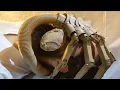 Video di Alien: Low-budget Remake