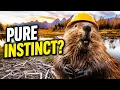 How Do Beavers Build Dams Without Knowing Engineering