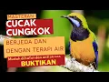 Download Lagu MASTERAN WAJIB BURUNG LOMBA | CUCAK CUNGKOK | BERJEDA DENGAN TERAPI AIR | MUDAH DIHAFAL, BUKTIKAN!!