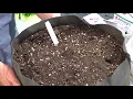 Stopping Chipmunks squirrels and small critters from eating vegetables