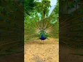 Download Lagu 🌹 village life 🌹#shorts #shortsfeed #youtubeshorts #ytshorts