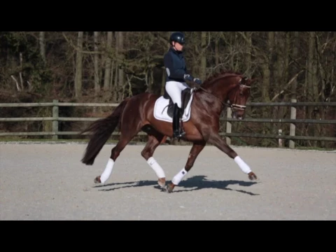First Step Valentin - stallion at Stud