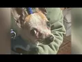 Scranton PD find dog in dumpster investigate abuse News