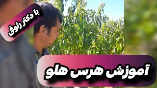 آموزش هرس هلو با دکتر رئوفی 