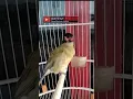 Burung Ara Mata Merah Gacor