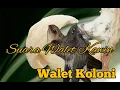 Suara Walet Kawin, Walet Koloni