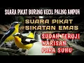 Download Lagu Suara pikat burung kecil paling ampuh | Suara pikat sikatan emas