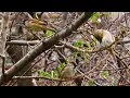 Play This Sound to attract Birds to you!