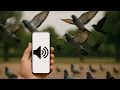 Download Lagu Mainkan Suara Ini untuk menarik Burung ke arah Anda!