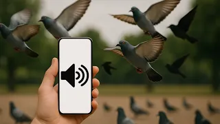 قم بتشغيل هذا الصوت لجذب الطيور إليك  اجعلهم يقتربون  دندنها