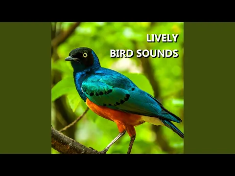 Download MP3 Suara Burung yang Mengundang