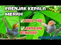 Download Lagu Prenjak Kepala Merah Ribut Cocok untuk Memikat Prenjak Kepala Merah Liar