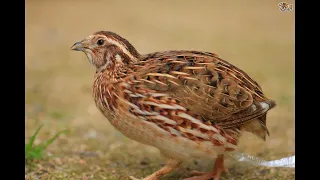 طائر السمان الفري وثائقي  طائر السمان الفري وثائقي
