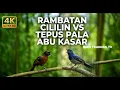 Lagu 🔴 Live Masteran Rambatan Isian Cililin Gacor vs Tepus Kepala Abu Kasar Masteran Murai Batu Gacor