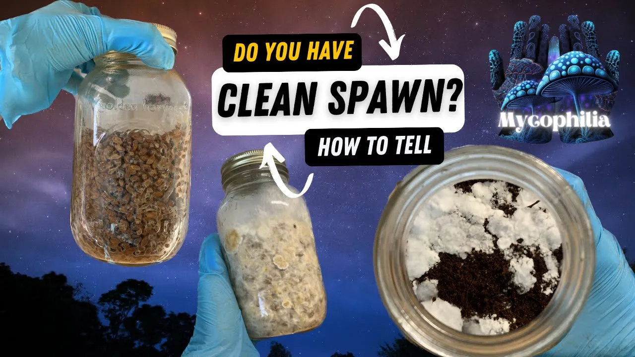 Do you Have "Clean Spawn"?: Wet Rot, Hidden Contams, and How to Salvage Bacterial Spawn!