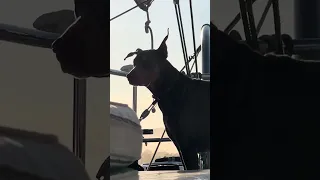 #fyp #dream #doberman #pets #youtube