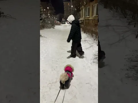 😂🐶