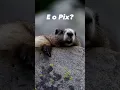 Download Lagu E o Pix Cadê? #humor #castor #marmota #shorts