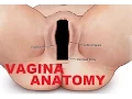 Vagina And Female Reproductive System Anatomy