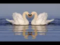 Download Lagu THE BEST COMPOSITIONS BY SERGEY GRISCHUK! HEALING MUSIC FOR STRESS RELIEF!