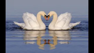 THE BEST COMPOSITIONS BY SERGEY GRISCHUK HEALING MUSIC FOR STRESS RELIEF  THE BEST COMPOSITIONS BY SERGEY GRISCHUK HEALING MUSIC FOR STRESS RELIEF