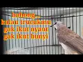 Download Lagu nggak perlu lama trucukmu pasti PANAS NGAMUK GACOR dengan suara pancingan trucukan ini
