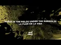 Andrea Bejar - Marigolds (Lyrics)