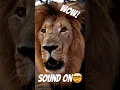 Download Lagu Crazy Lion Roar!🦁