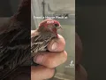 Download Lagu Burung pipit rumah sedang bekerja, terbang ke dalam, senang bisa menyelamatkan burung itu
