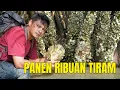 Lagu PANEN RAYA! Satu Pohon Isinya Ribuan Tiram Jumbo, Rejeki Nomplok di Muara Sungai