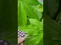 Download Lagu insulin plant|diabetes plant| #shorts #enjoygardening