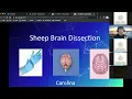 Sheep Brain Dissection