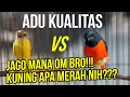 Download Lagu Masteran Murai Diadu! Mantenan VS Mantenan Gacor Banget! Sound Bisa Buat Masteran