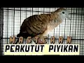 Download Lagu suara piyikan perkutut bangkok untuk melatih perkutut muda bahan bakalan.
