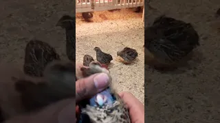 ذكر طائر السمان  ذكر طائر السمان