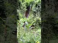 Download Lagu arus mudik, Curug panineungan Jeung simanehna