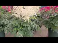 Astilbe Deutshland False Spirea Outstanding Classic Perennial Time-Tested for 100 years