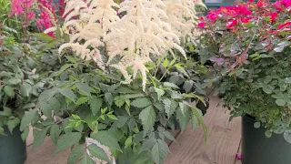 Astilbe Deutshland False Spirea Outstanding Classic Perennial Time-Tested for 100 years