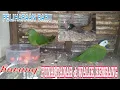 Download Lagu peliharaan baru burung punai walik kembang dan punai tanah