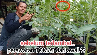 Download agar tomat berbuah lebat.lakukan ini sebelum terlambat. #tomat #tomato #garden MP3