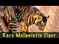 Rare Black Tiger of Nandankanan Zoo And Other Big Cats White Tiger Bengal Tiger Lion