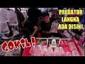 Download Lagu 🔴 HARGA TERBARU IKAN ALAM PREDATOR BRACKISH TANKMATE TERMUR4H DAMS PASAR IKAN HIAS JATINEGARA 