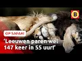 Download Lagu Leeuwen doen het dagenlang 😳  | Op Safari
