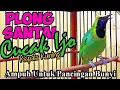 Download Lagu Cucak Ijo Kepala Kuning Gacor Untuk Pancingan Bunyi